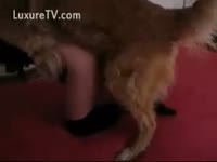 [ Zoo DVD ] Getting screwed by avid dog